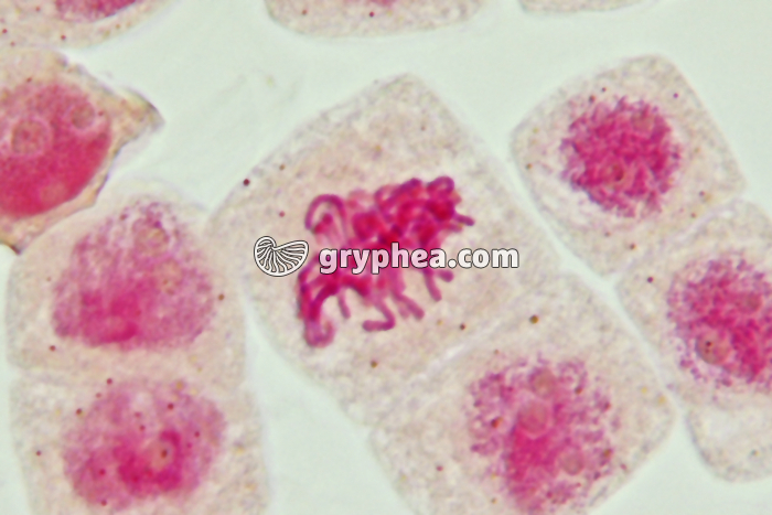 Mitose cellules de racine d'Ail - Métaphase x800 - gryphea.com